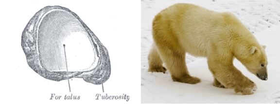 Left: Left Navicular, Proximal View. Right: Ursus maritimus.