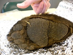 Thanks to the kindness of faculty, all systems were go for bear paw burial.