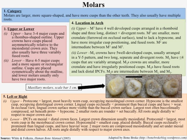Bone Broke Human Dentition Cheat Sheet (Adapted from HBM 2005)