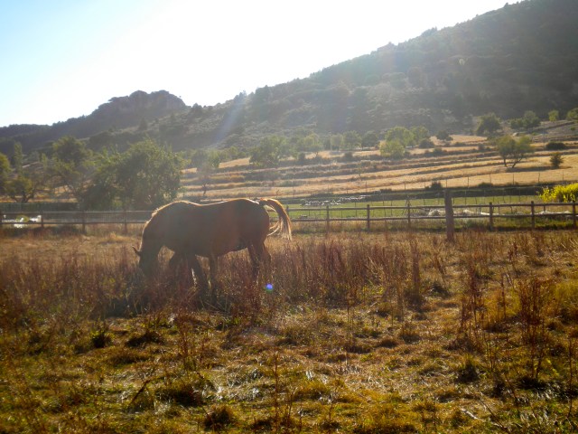 Animal life in Los Atascaderos