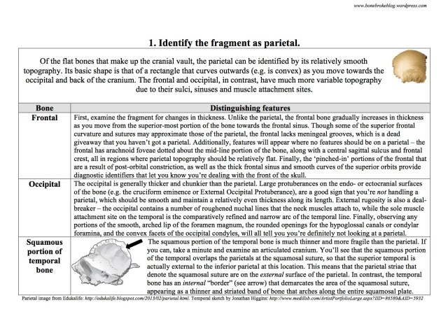 Distinguishing parietals from other flat cranial bones