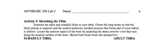 Tibia activity
