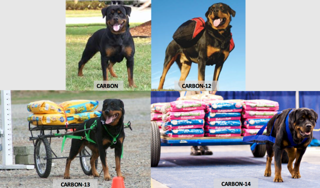 Rottweilers explain isotopes