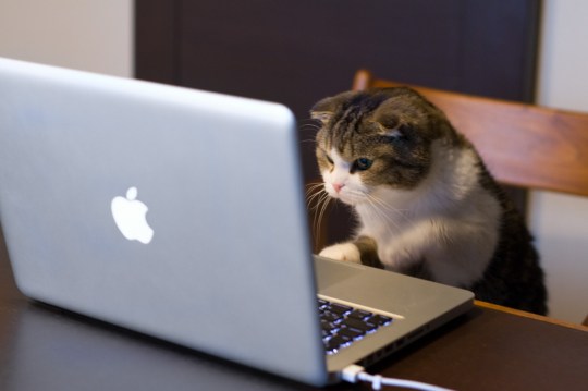 computer_cat