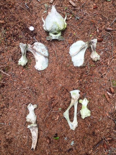 Rough anatomical position