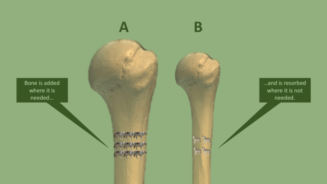 Wolff's Law as demonstrated by actual wolves