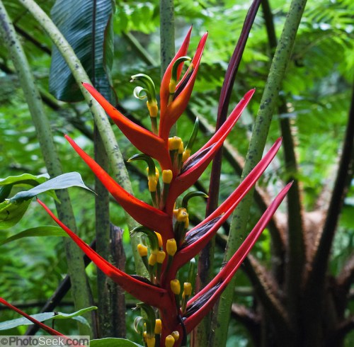 Heliconia plant